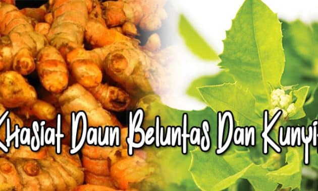 khasiat daun beluntas dan kunyit