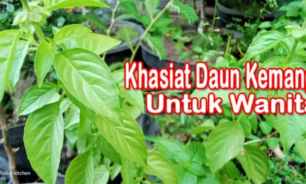 khasiat daun kemangi untuk wanita