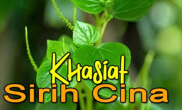 khasiat sirih cina