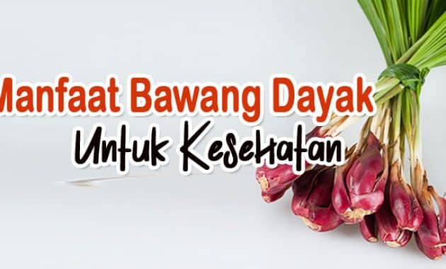 manfaat bawang dayak untuk kesehatan