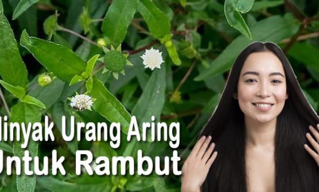 minyak urang aring untuk rambut