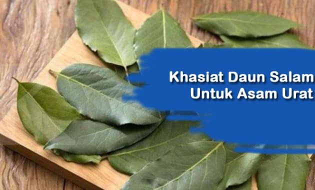 Daun salam untuk asam urat