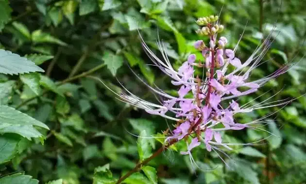 Ramuan herbal untuk ginjal