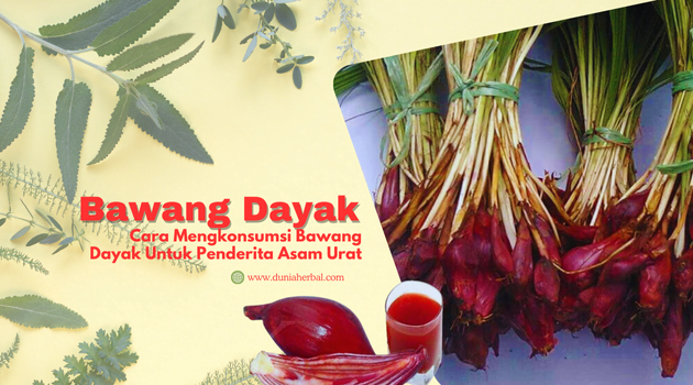 bawang dayak untuk asam urat