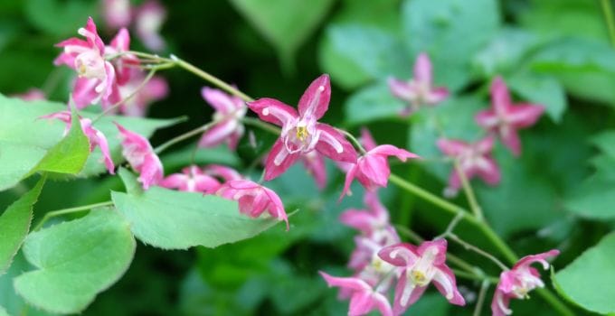 epimedium