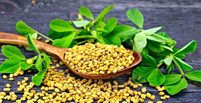 fenugreek jamu pelancar asi tradisional