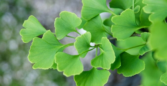 ginkgo biloba