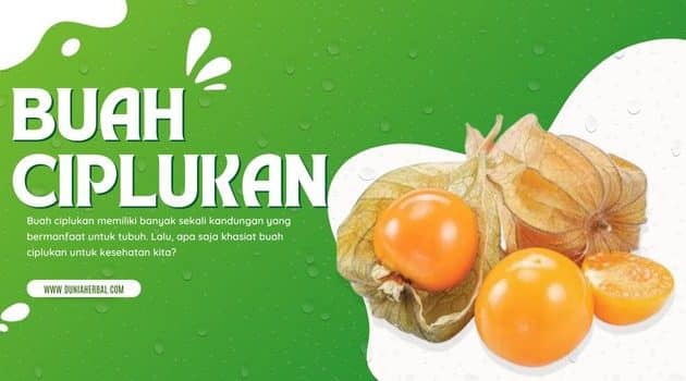 khasiat buah ciplukan