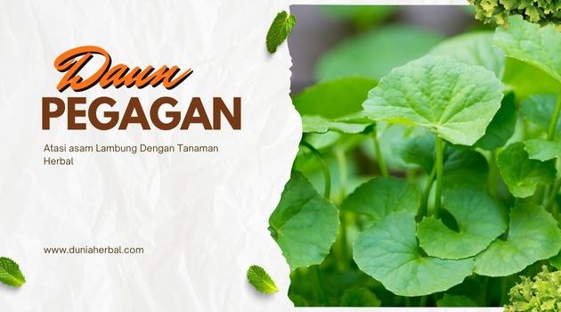 manfaat daun pegagan untuk asam lambung