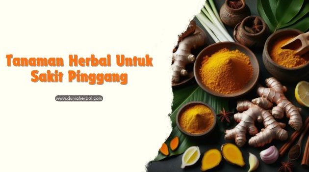 tanaman herbal untuk sakit pinggang