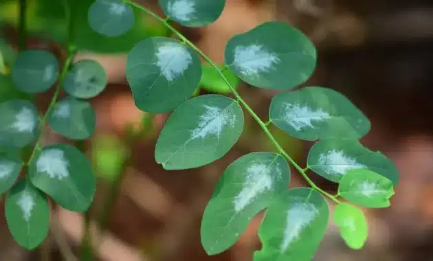 ramuan herbal penambah darah dengan cepat