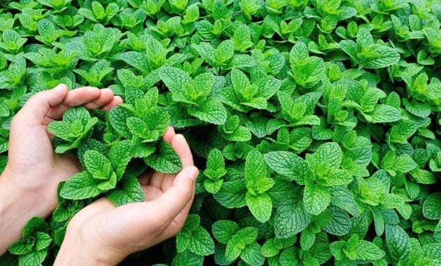 tanaman herbal untuk nyeri otot dan sendi